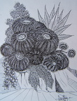echinocactus grusonii  21x29  encre papier  sbd juil 96