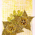 stapelia  21x29  pastel papier  sbd 2003