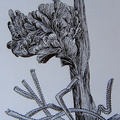 neobuxbaumia polylopha  1