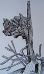 Neobuxbaumia monstruosa
