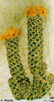 Coryphanta erecta