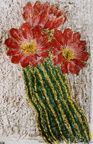 echinopsis